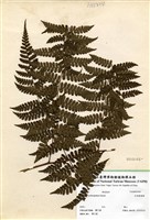 藏品(紅柄蹄蓋蕨)的圖片